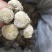 雪莲花藏雪莲批发零售中药材品质保证