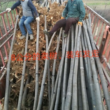 裸根栾树，如果能打包价格更优惠