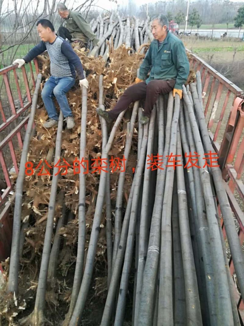 裸根栾树，如果能打包价格更优惠