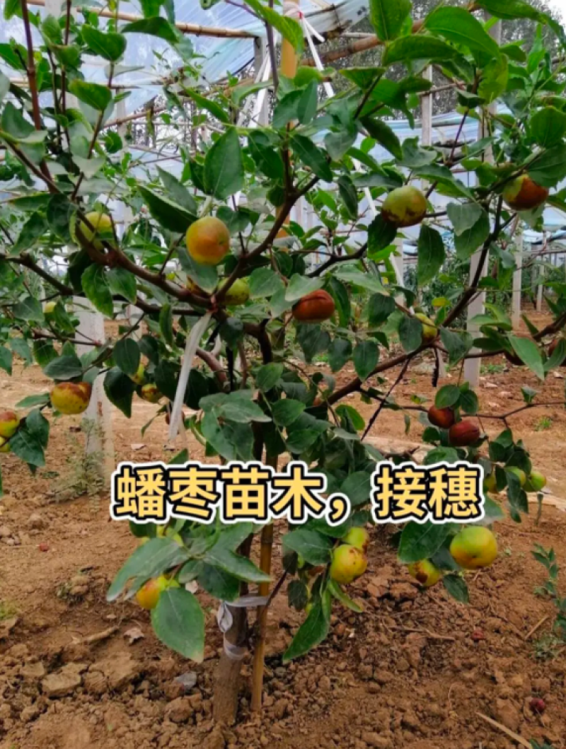 枣树苗蟠枣苗基地直发成活率高假一赔十签约合同