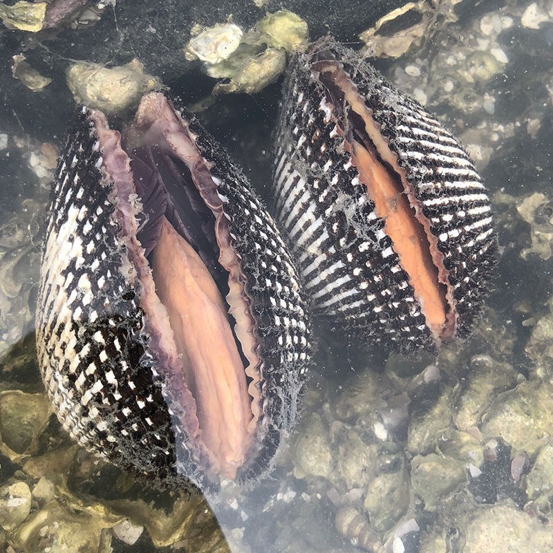 海鲜贝类鲜活赤贝新鲜大赤贝活蛤蜊毛蛤血蛤生吃刺身海鲜