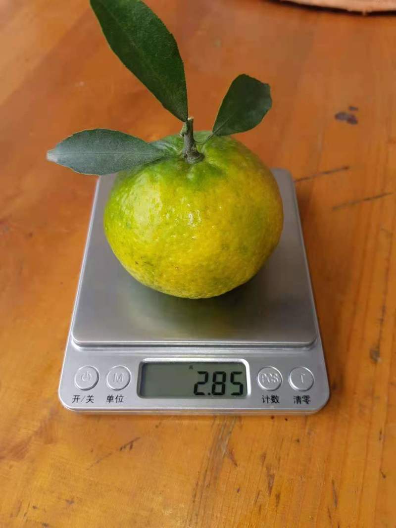 新会柑欢迎到场现摘现开皮