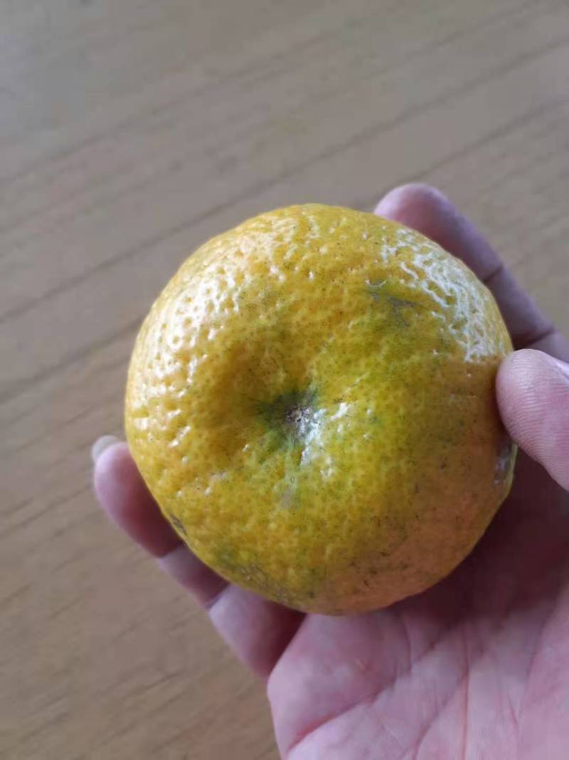 新会柑欢迎到场现摘现开皮