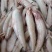 龙头鱼豆腐鱼鲜活豆腐鱼新鲜刺少龙头鱼速冻九肚鱼水潺鱼海捕
