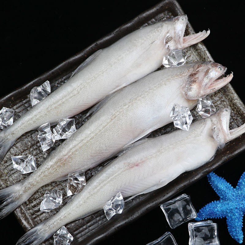龙头鱼豆腐鱼鲜活豆腐鱼新鲜刺少龙头鱼速冻九肚鱼水潺鱼海捕
