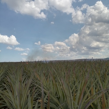 菠萝菠萝的产地在徐闻