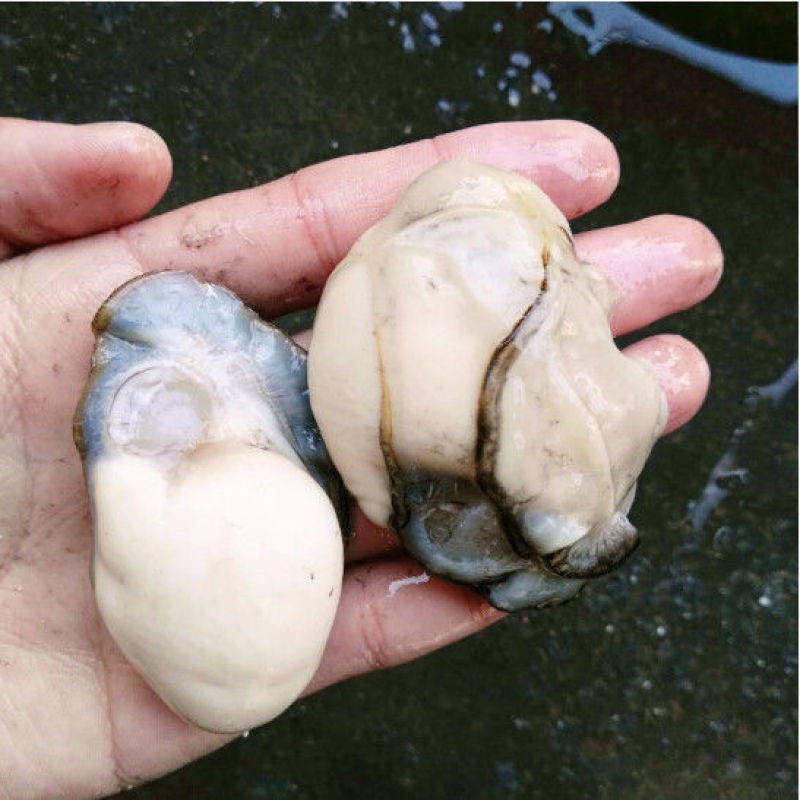 生蚝肉鲜活现剥新鲜即食生蚝肉去壳牡蛎肉冷冻青岛红岛海蛎子