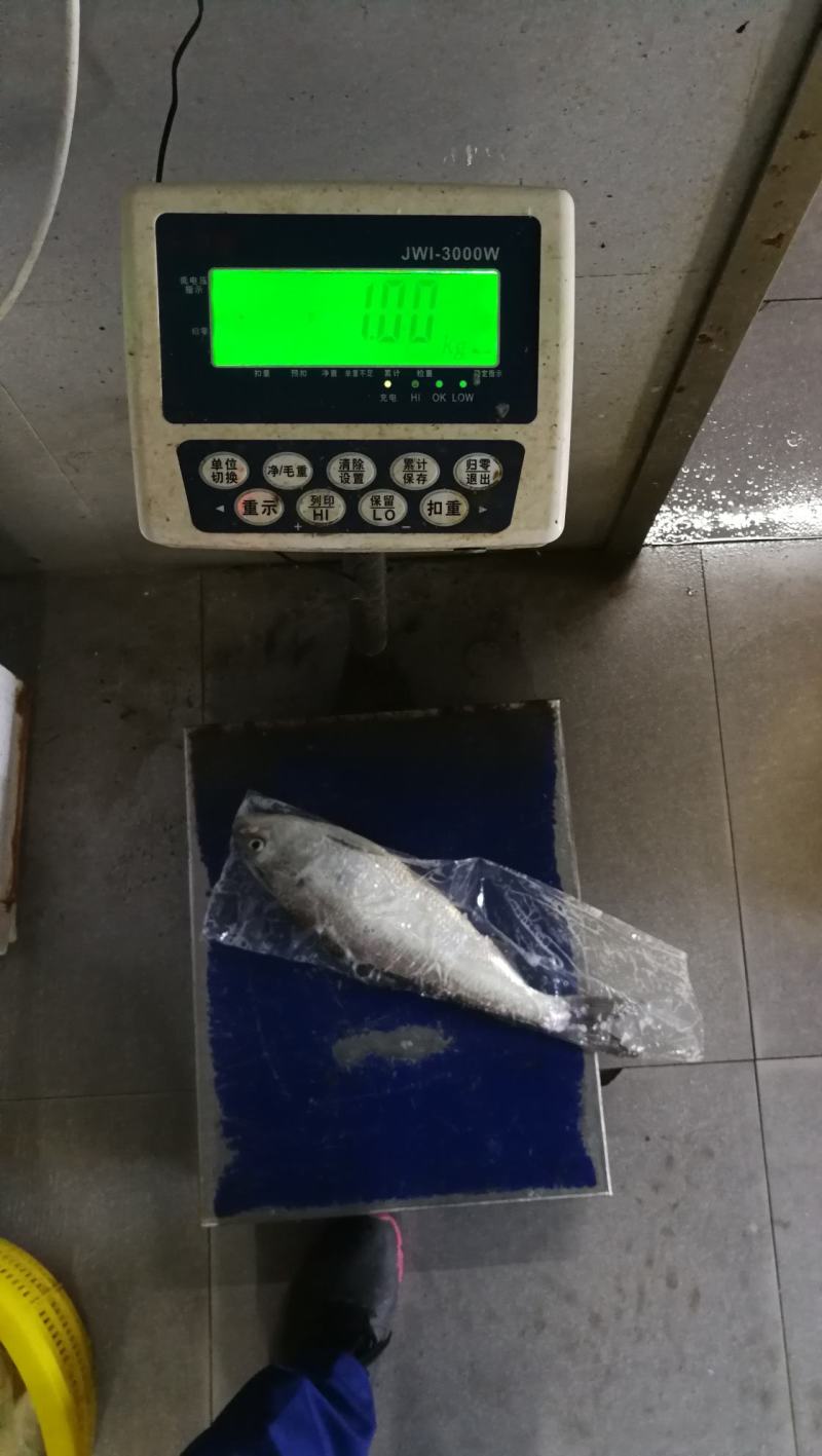 江苏海安鲥鱼批发兼零售可承接餐饮老板和电商和水产市场