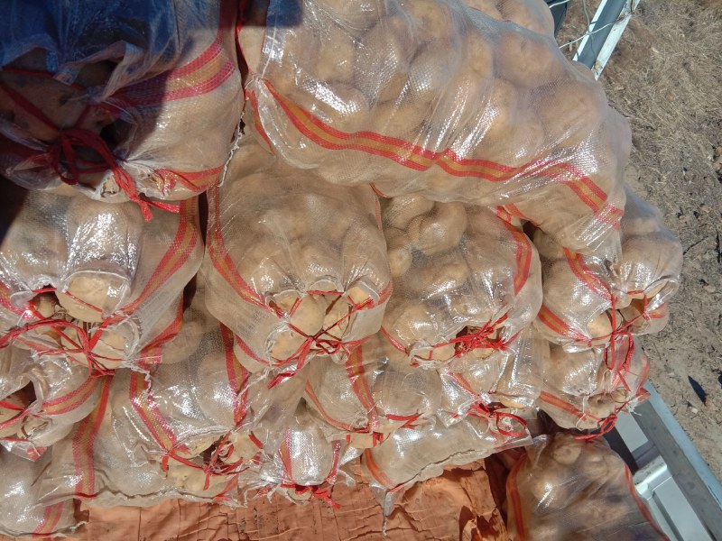 土豆品种齐全，价格合理，需要的联系