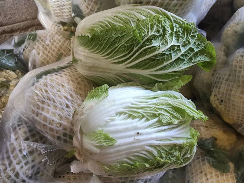 中棚黄心大白菜无虫无病害，有需要的客户及时联系。