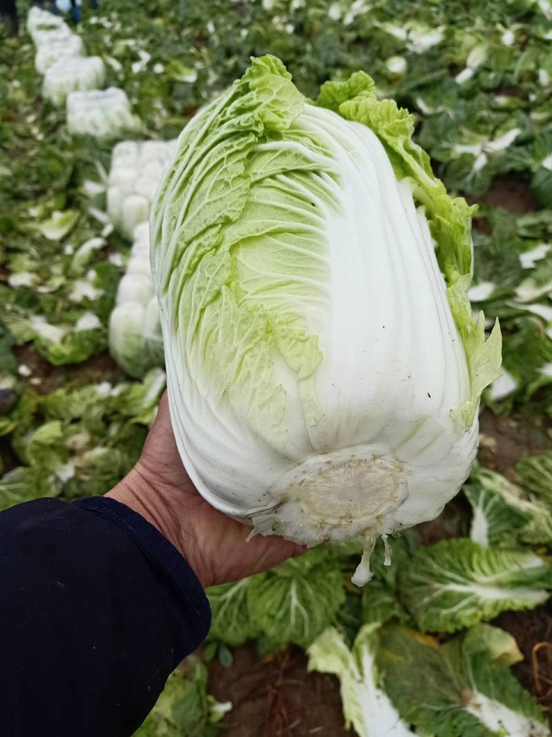 中棚黄心大白菜无虫无病害，有需要的客户及时联系。
