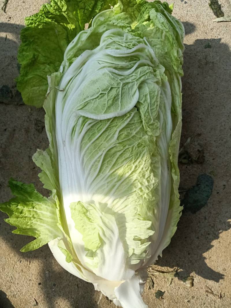 中棚黄心大白菜无虫无病害，有需要的客户及时联系。