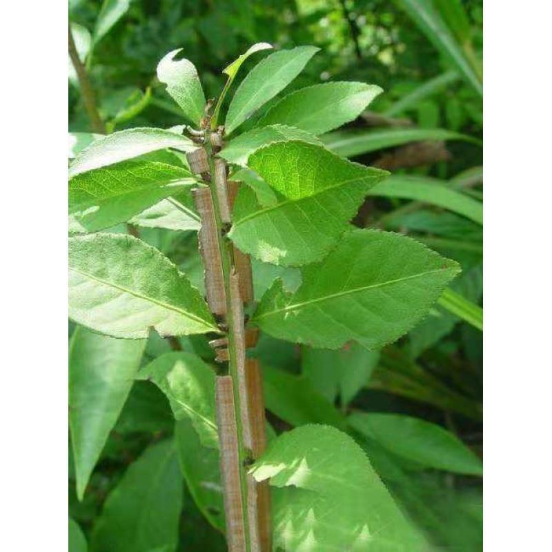 鬼箭羽苗野生鬼见愁苗卫矛1000棵起花卉观赏苗木根艺盆景
