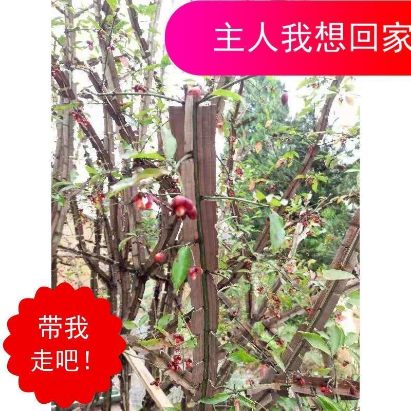 鬼箭羽苗野生鬼见愁苗卫矛1000棵起花卉观赏苗木根艺盆景