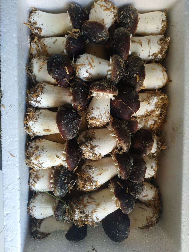 松茸菇，红松茸，新鲜蘑菇，姬松茸，新鲜蘑菇