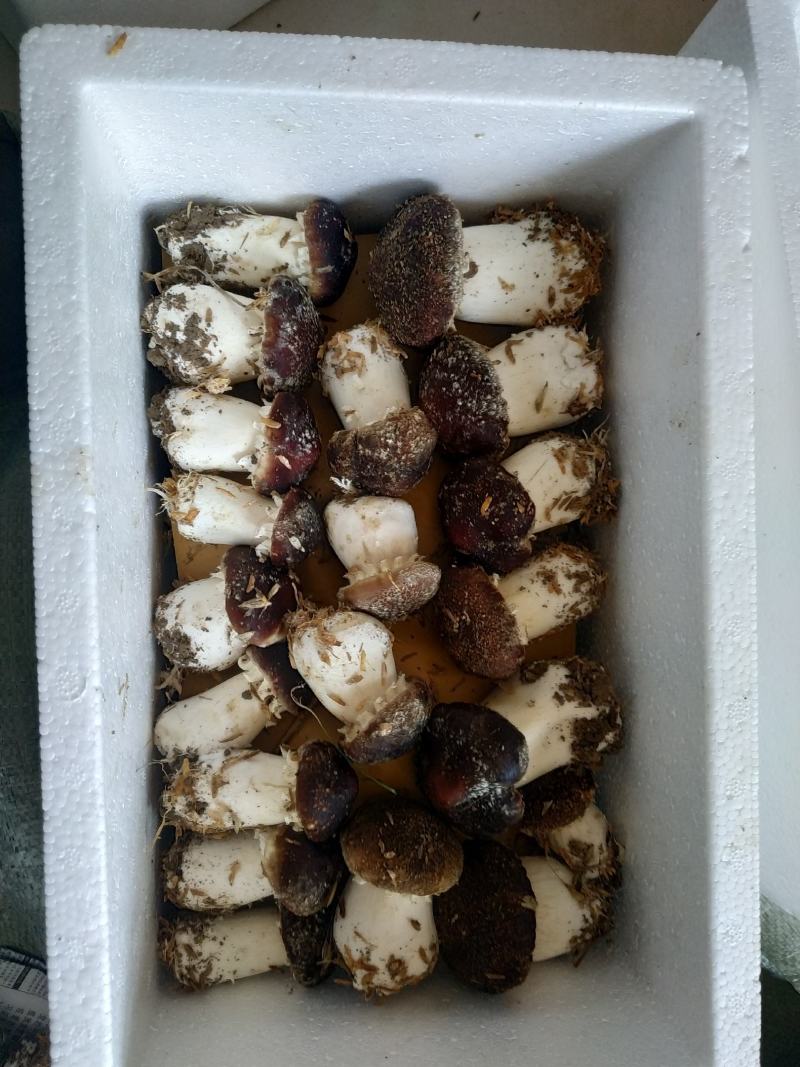 松茸菇，红松茸，新鲜蘑菇，姬松茸，新鲜蘑菇