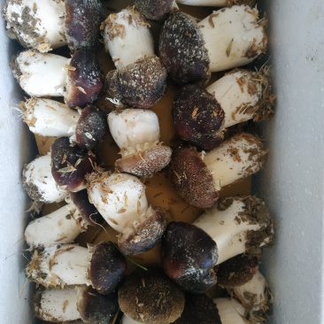松茸菇，红松茸，新鲜蘑菇，姬松茸，新鲜蘑菇