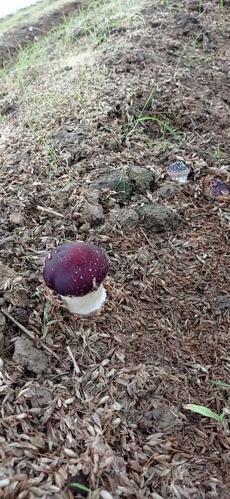 松茸菇，红松茸，新鲜蘑菇，姬松茸，新鲜蘑菇