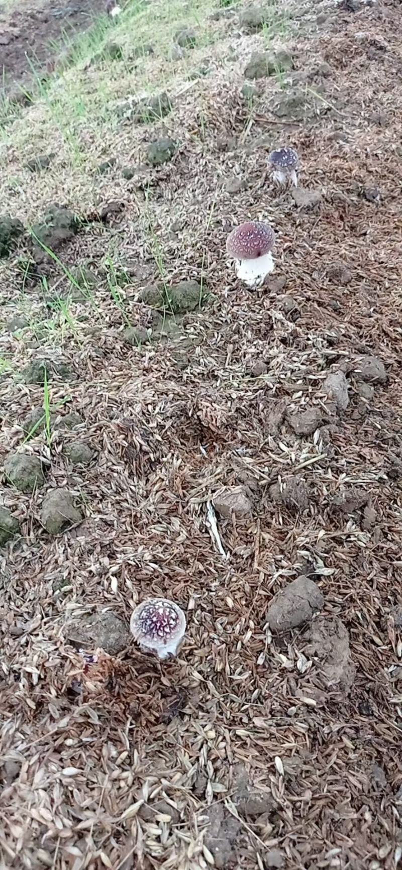 松茸菇，红松茸，新鲜蘑菇，姬松茸，新鲜蘑菇