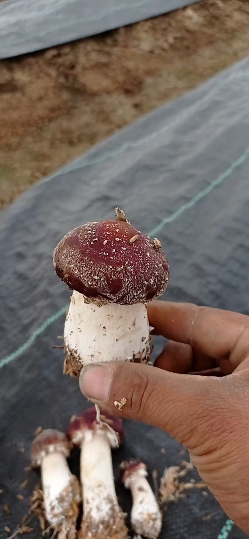 松茸菇，红松茸，新鲜蘑菇，姬松茸，新鲜蘑菇