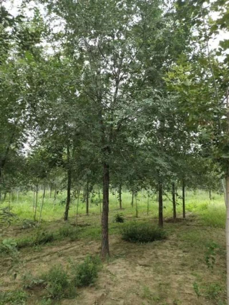 榆树，白榆，榆树价格，10公分平头榆树，15公分平头榆树