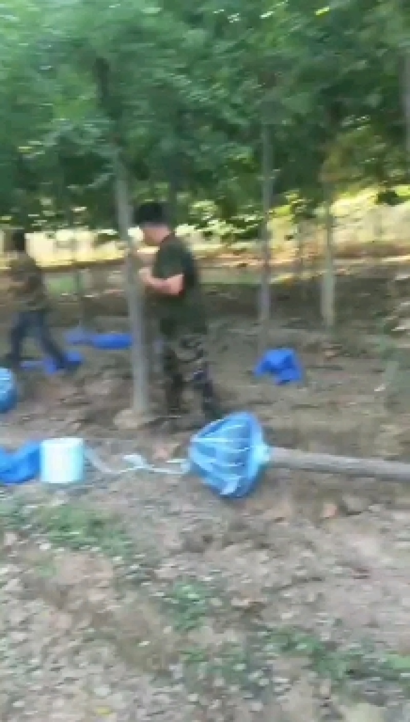榆树，白榆，榆树价格，10公分平头榆树，15公分平头榆树