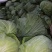 大量出手洋白菜，扁包菜学校公司大量用菜