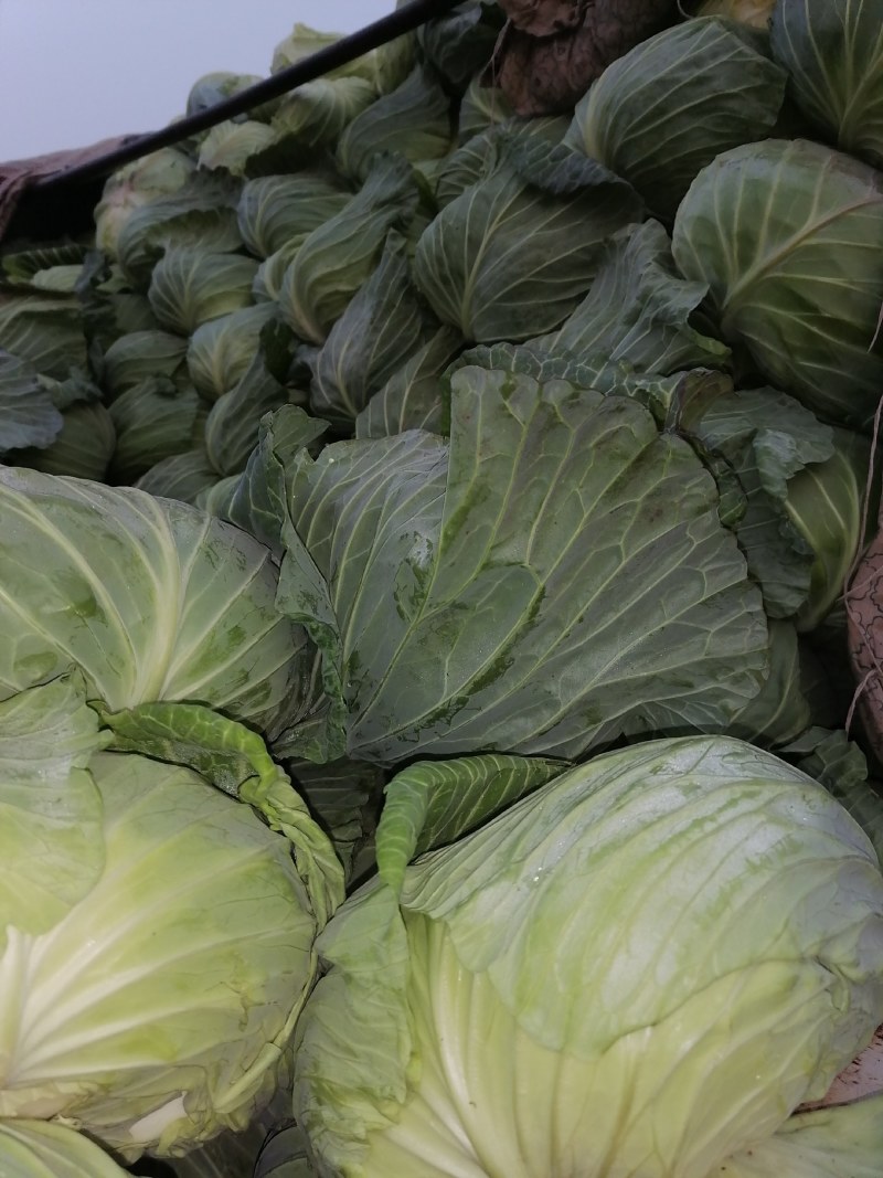 大量出手洋白菜，扁包菜学校公司大量用菜