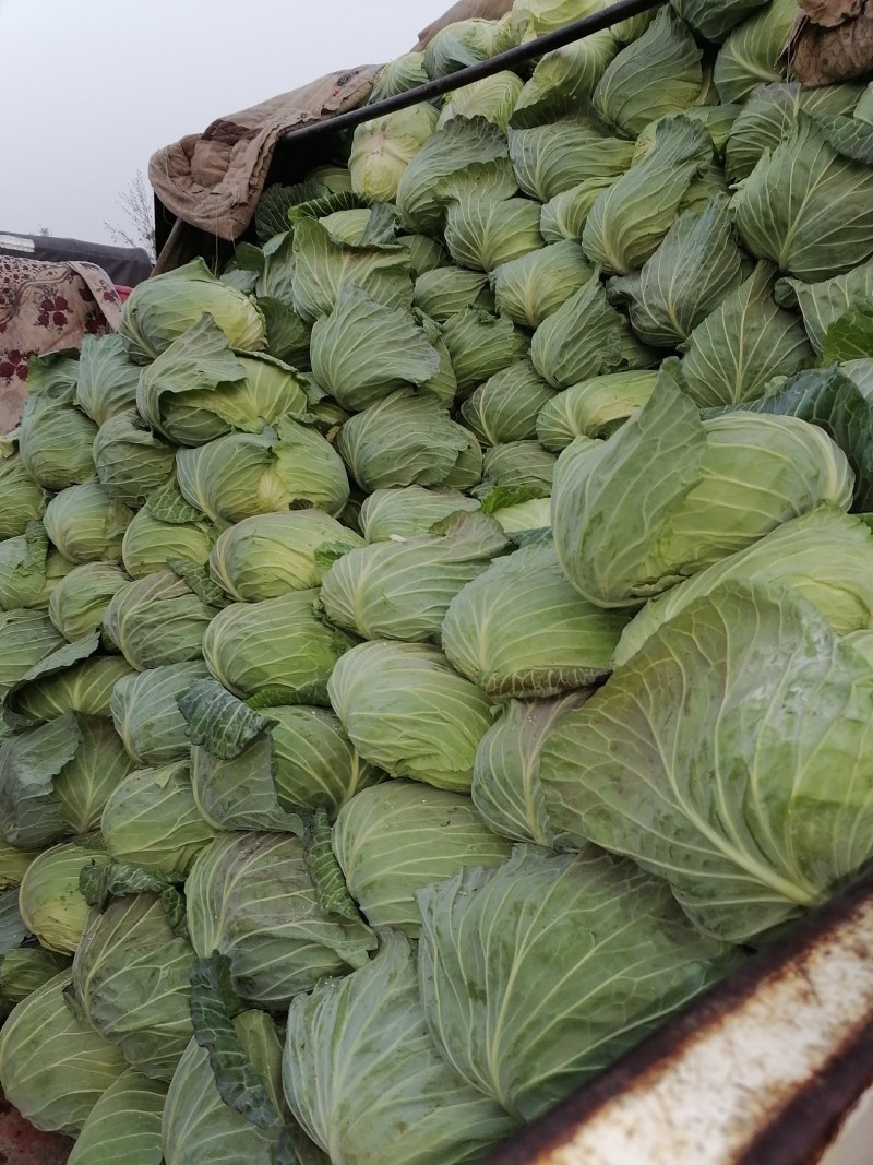 大量出手洋白菜，扁包菜学校公司大量用菜