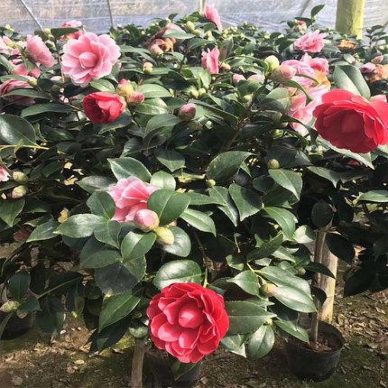 浓香型香妃茶花，精品茶花苗，盆栽庭院阳台，基地直销