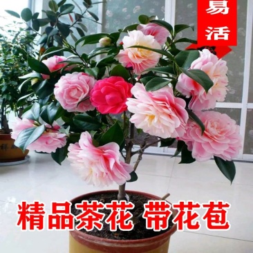 浓香型香妃茶花，精品茶花苗，盆栽庭院阳台，基地直销