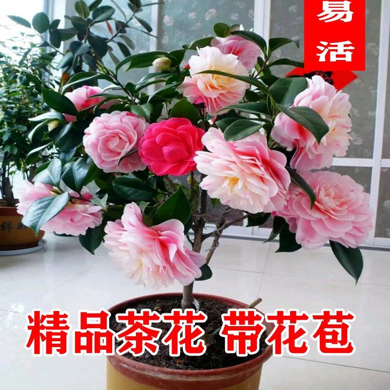 浓香型香妃茶花，精品茶花苗，盆栽庭院阳台，基地直销