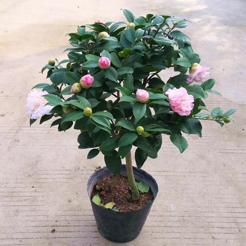 浓香型香妃茶花，精品茶花苗，盆栽庭院阳台，基地直销