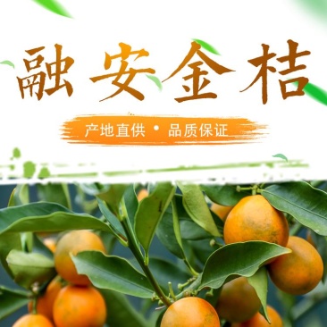 广西融安滑皮脆皮金桔上市了诚招代理支持一件代