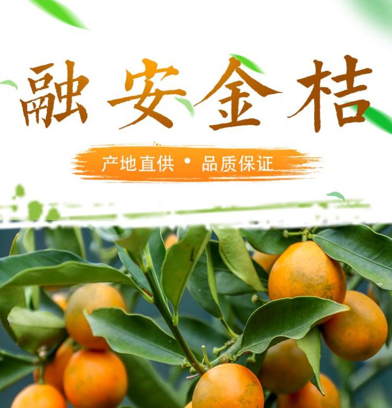广西融安滑皮脆皮金桔上市了诚招代理支持一件代