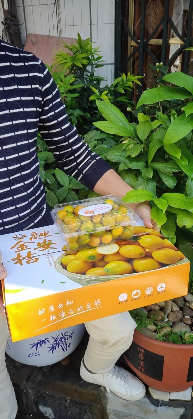 广西融安滑皮脆皮金桔自家果园可代理支持一件代