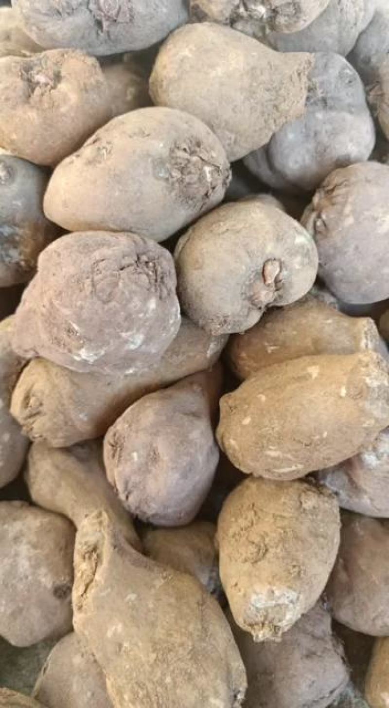 毕节七星关区花魔芋发芽力可以达到98%