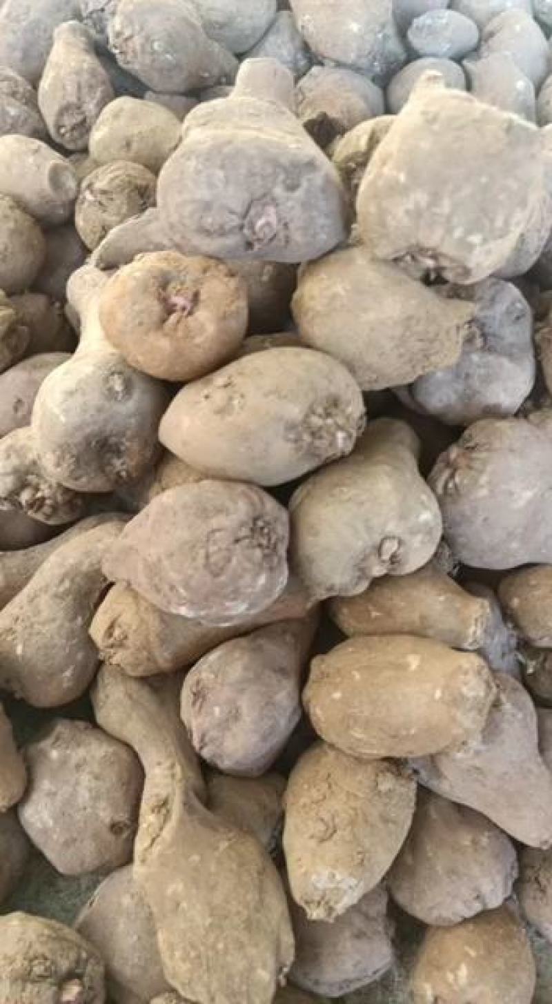 毕节七星关区花魔芋发芽力可以达到98%