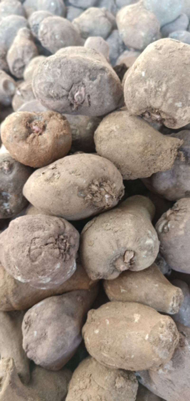 毕节七星关区花魔芋发芽力可以达到98%