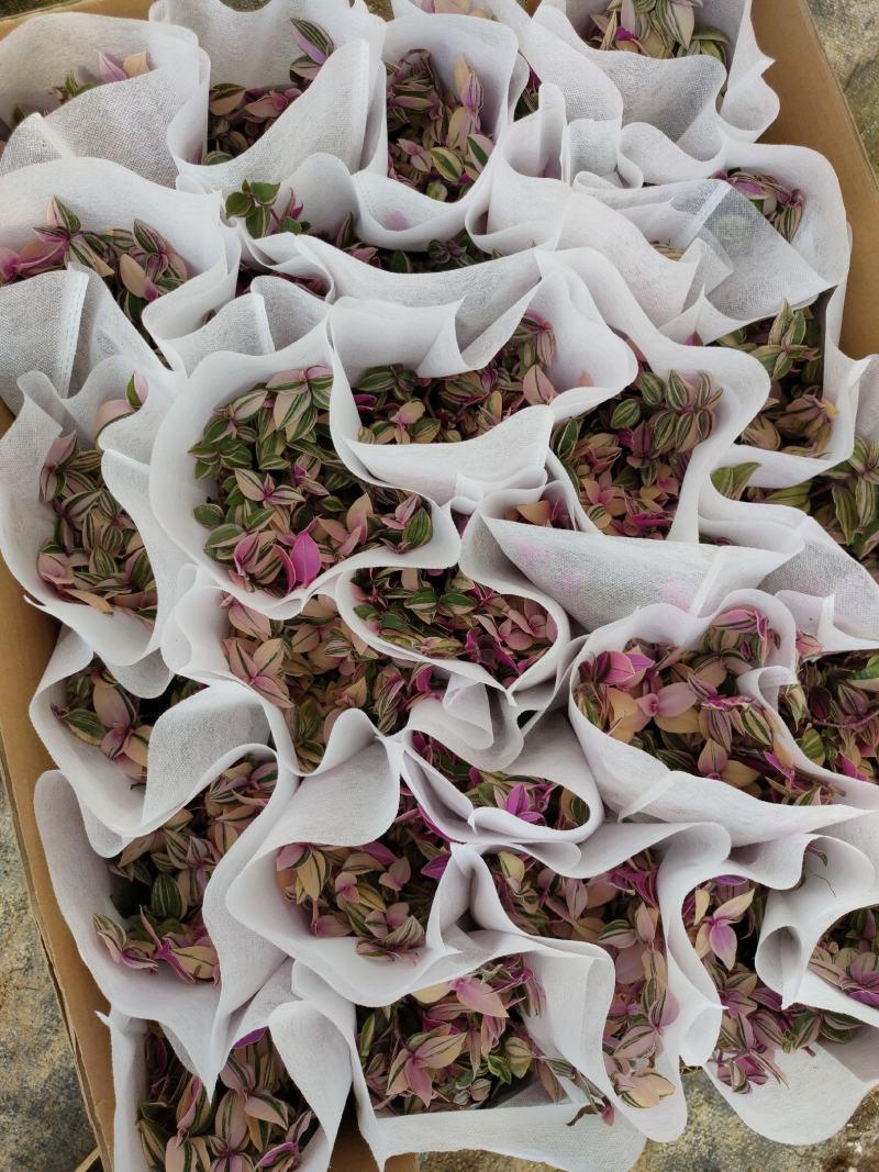 优质角堇，三色堇大量上市，多种颜色。欢迎咨询