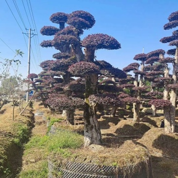 红花继木树桩庭院花卉植物植物四季户外四季盆景庭优价卖了
