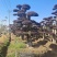 红花继木树桩庭院花卉植物植物四季户外四季盆景庭优价卖了