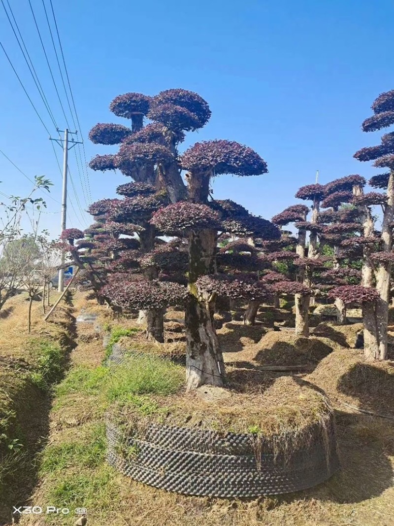 红花继木树桩庭院花卉植物植物四季户外四季盆景庭优价卖了