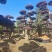 红花继木树桩庭院花卉植物植物四季户外四季盆景庭优价卖了