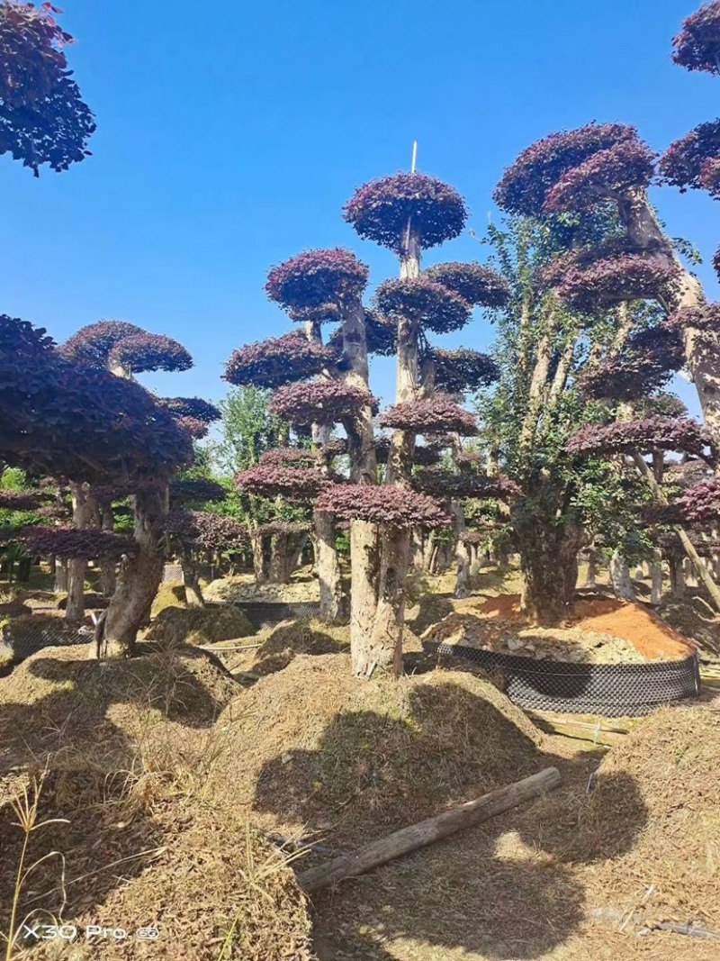 红花继木树桩庭院花卉植物植物四季户外四季盆景庭优价卖了