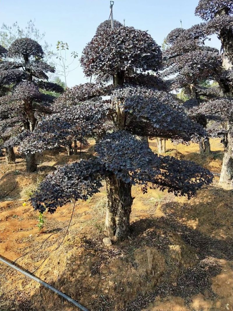 红花继木树桩庭院花卉植物植物四季户外四季盆景庭优价卖了