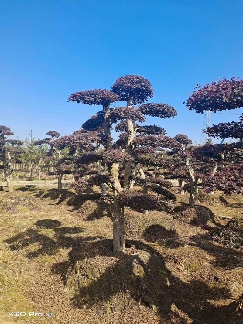 红花继木树桩庭院花卉植物植物四季户外四季盆景庭优价卖了