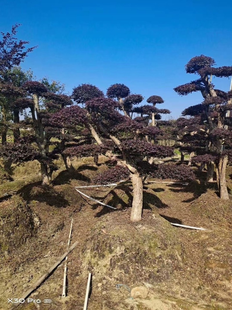 红花继木树桩庭院花卉植物植物四季户外四季盆景庭优价卖了