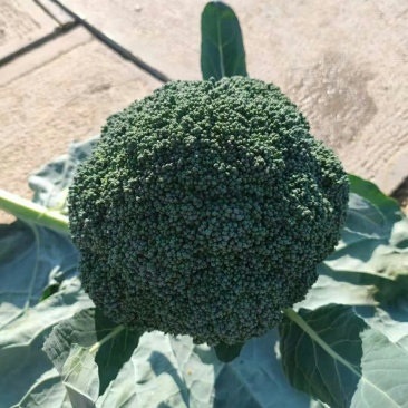 西栏花2000亩大量上市，12345678