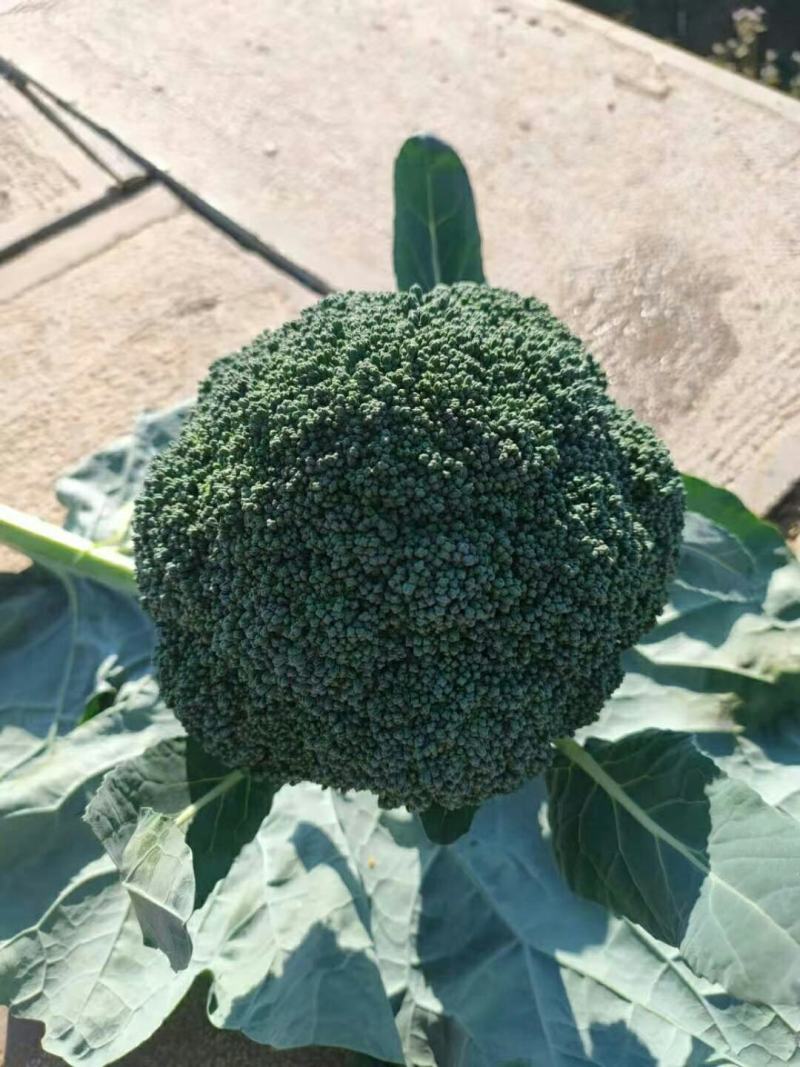 西栏花2000亩大量上市，12345678